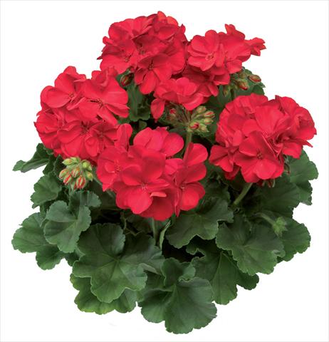 foto van een variëteit aan bloemen, te gebruiken als: Patioplant, potplant Pelargonium interspecifico Calliope® Scarlet Fire