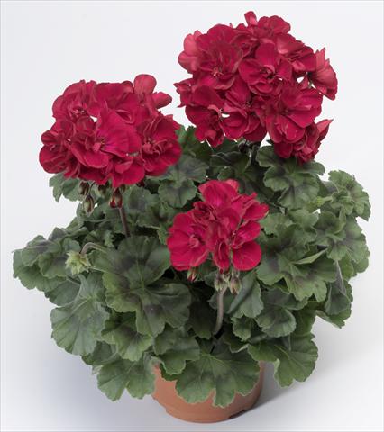 foto van een variëteit aan bloemen, te gebruiken als: Potplant, perkplant, patioplant Pelargonium zonale Tango® Velvet Red