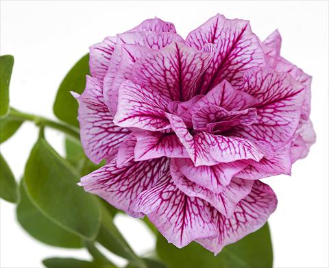 foto van een variëteit aan bloemen, te gebruiken als: Potplant, perkplant, patioplant, korfplant Petunia Sanguna® Double Violet