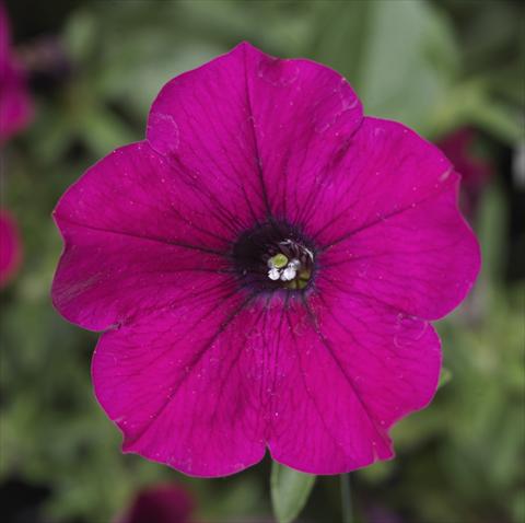 foto van een variëteit aan bloemen, te gebruiken als: Potplant, perkplant, patioplant, korfplant Petunia Sanguna® Purple