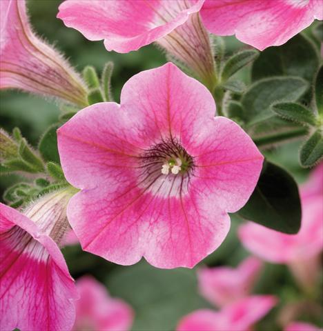 foto van een variëteit aan bloemen, te gebruiken als: Potplant, perkplant, patioplant, korfplant Petunia Whispers® Rose Star