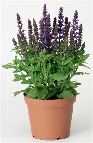 foto van een variëteit aan bloemen, te gebruiken als: Perkplant / Borders Salvia x superba Merleau® Blue Compact