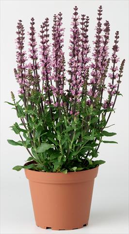 foto van een variëteit aan bloemen, te gebruiken als: Perkplant / Borders Salvia x superba Merleau® Rose Improved