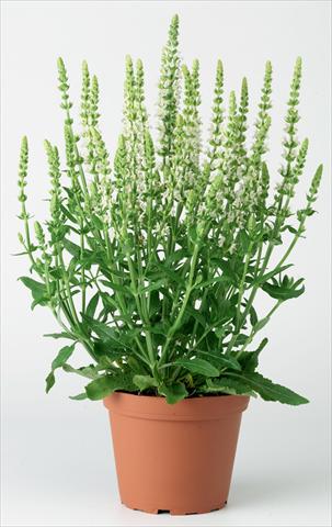 foto van een variëteit aan bloemen, te gebruiken als: Perkplant / Borders Salvia x superba Merleau® White