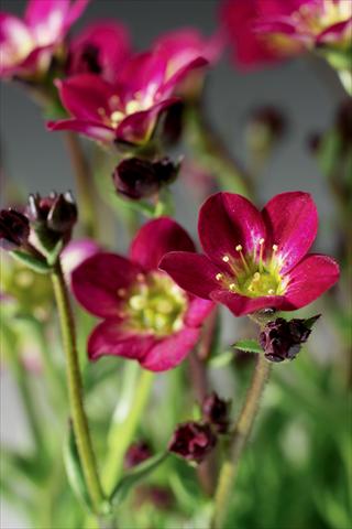 foto van een variëteit aan bloemen, te gebruiken als: Pot - en perkplant Saxifraga x arendsii Highlander Red