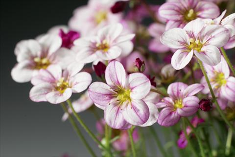foto van een variëteit aan bloemen, te gebruiken als: Pot - en perkplant Saxifraga x arendsii Highlander Rose Shades