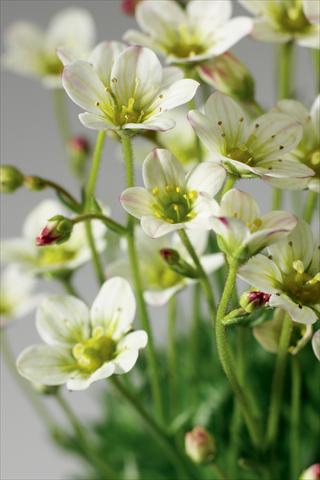 foto van een variëteit aan bloemen, te gebruiken als: Pot - en perkplant Saxifraga x arendsii Highlander White and Red