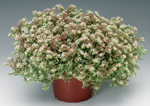 foto van een variëteit aan bloemen, te gebruiken als: Pot - en perkplant Sedum pulchellum Silver Frost