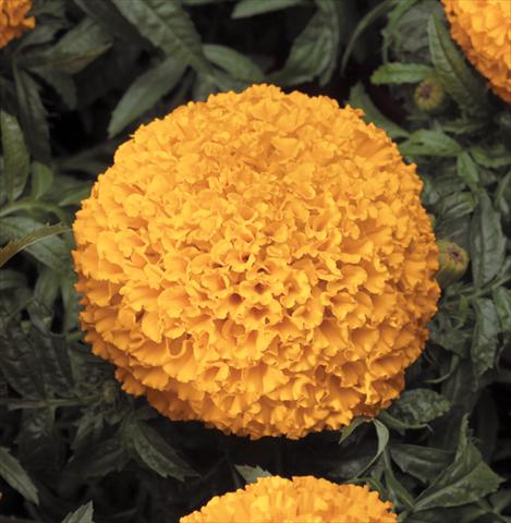foto van een variëteit aan bloemen, te gebruiken als: Perkplant, potplant of korfplant Tagetes erecta Moonstruck® F1 Deep Orange