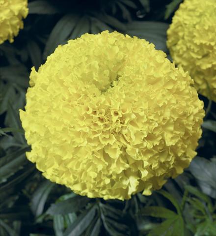foto van een variëteit aan bloemen, te gebruiken als: Perkplant, potplant of korfplant Tagetes erecta Moonstruck® F1 Lemon Yellow