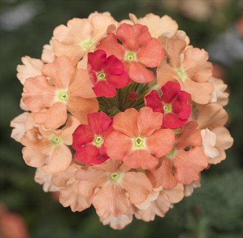 foto van een variëteit aan bloemen, te gebruiken als: Potplant, patioplant, korfplant Verbena Lanai® Peach Improved