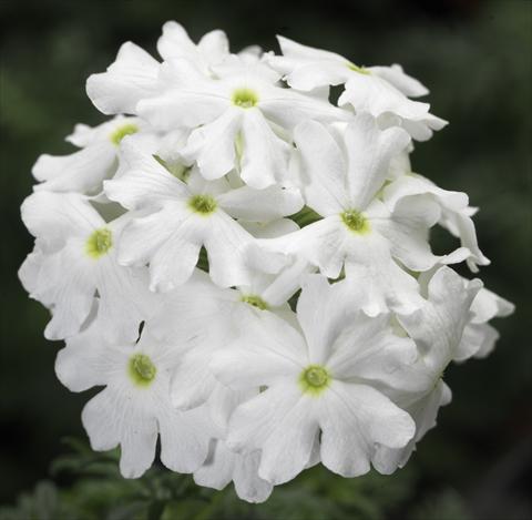 foto van een variëteit aan bloemen, te gebruiken als: Potplant, patioplant, korfplant Verbena Lanai® White Improved
