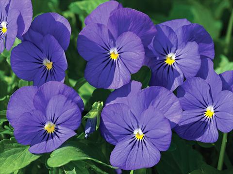 foto van een variëteit aan bloemen, te gebruiken als: Pot - en perkplant Viola cornuta Penny F1 Blue with Yellow center