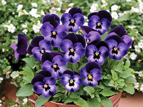 foto van een variëteit aan bloemen, te gebruiken als: Pot - en perkplant Viola cornuta Penny F1 Denim Jump Up