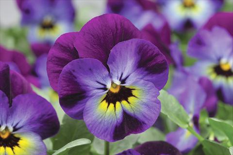 foto van een variëteit aan bloemen, te gebruiken als: Pot - en perkplant Viola cornuta Penny F1 Violet Blue