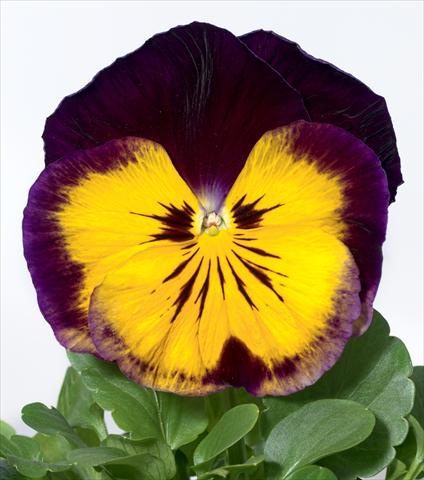 foto van een variëteit aan bloemen, te gebruiken als: Pot - en perkplant Viola wittrockiana Karma F1 Midnight Sun