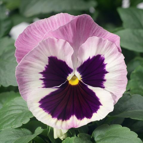 foto van een variëteit aan bloemen, te gebruiken als: Pot - en perkplant Viola wittrockiana Karma F1 Pink Blotch