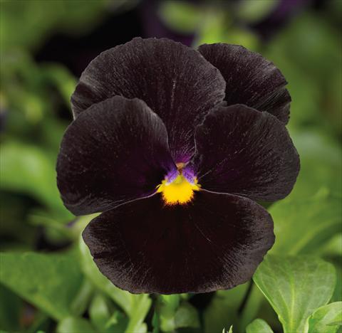 foto van een variëteit aan bloemen, te gebruiken als: Pot - en perkplant Viola wittrockiana Mariposa F1 Black
