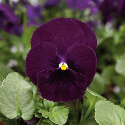 foto van een variëteit aan bloemen, te gebruiken als: Pot - en perkplant Viola wittrockiana Mariposa F1 Purple