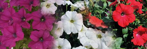 foto van een variëteit aan bloemen, te gebruiken als: Potplant, patioplant, korfplant 3 Combo Trio Musicale Can Can