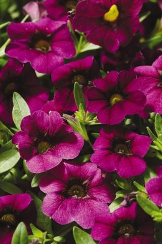 foto van een variëteit aan bloemen, te gebruiken als: Potplant, patioplant, korfplant Calibrachoa Gioia® Deep Red