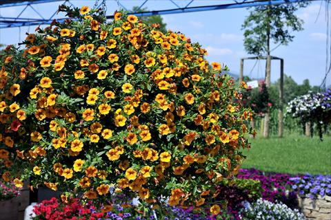 foto van een variëteit aan bloemen, te gebruiken als: Potplant, patioplant, korfplant Calibrachoa Gioia® Golden Orange Vein