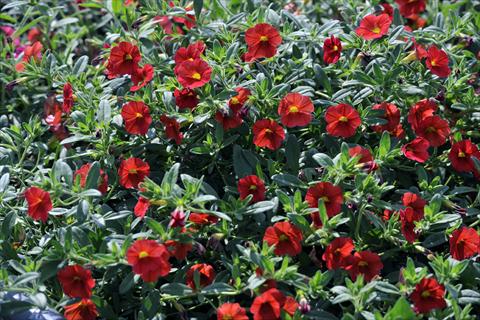 foto van een variëteit aan bloemen, te gebruiken als: Potplant, patioplant, korfplant Calibrachoa Gioia® Orange Red