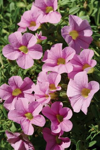 foto van een variëteit aan bloemen, te gebruiken als: Potplant, patioplant, korfplant Calibrachoa Gioia® Pink