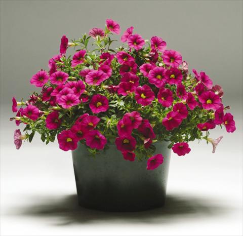 foto van een variëteit aan bloemen, te gebruiken als: Potplant, patioplant, korfplant Calibrachoa Gioia® Rose