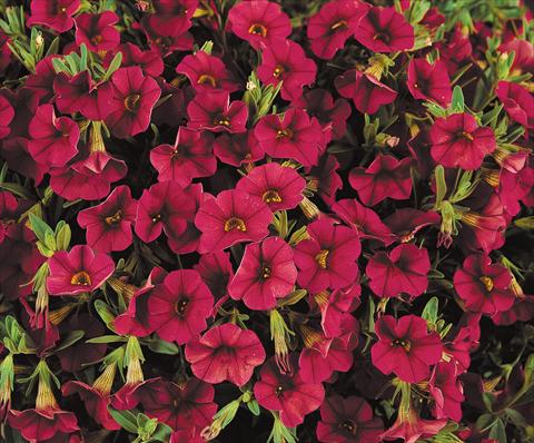 foto van een variëteit aan bloemen, te gebruiken als: Potplant, patioplant, korfplant Calibrachoa Gioia® Ruby Red