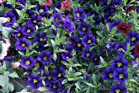 foto van een variëteit aan bloemen, te gebruiken als: Potplant, patioplant, korfplant Calibrachoa Gioia® Velvet Blue