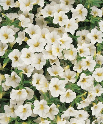foto van een variëteit aan bloemen, te gebruiken als: Potplant, patioplant, korfplant Calibrachoa Gioia® White