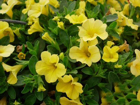 foto van een variëteit aan bloemen, te gebruiken als: Potplant, patioplant, korfplant Calibrachoa Gioia® Yellow