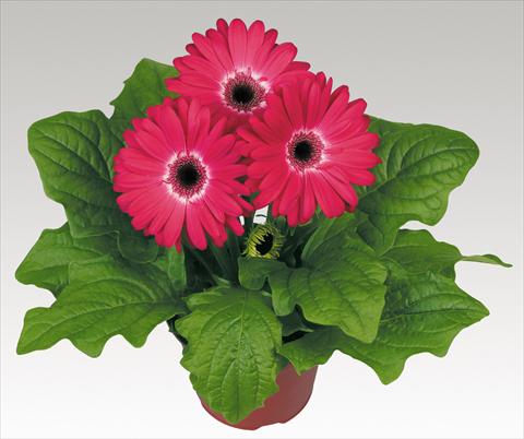 foto van een variëteit aan bloemen, te gebruiken als: Pot Gerbera jamesonii Babylon Bicolor Red dark eye