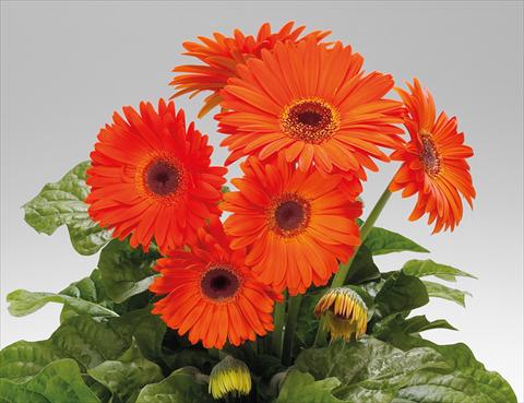 foto van een variëteit aan bloemen, te gebruiken als: Pot Gerbera jamesonii Babylon Deep Orange dark eye
