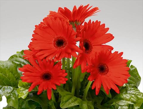 foto van een variëteit aan bloemen, te gebruiken als: Pot Gerbera jamesonii Babylon Orange Scarlet dark eye