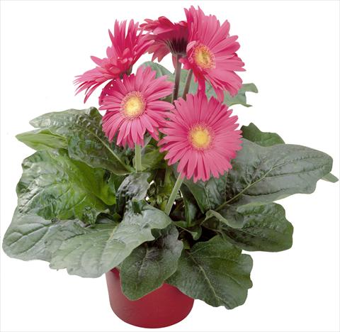 foto van een variëteit aan bloemen, te gebruiken als: Pot Gerbera jamesonii Babylon Rose