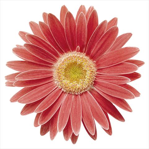 foto van een variëteit aan bloemen, te gebruiken als: Pot Gerbera jamesonii Babylon Salmon Rose