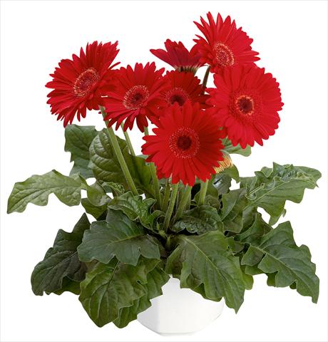 foto van een variëteit aan bloemen, te gebruiken als: Pot Gerbera jamesonii Babylon Scarlet with eye