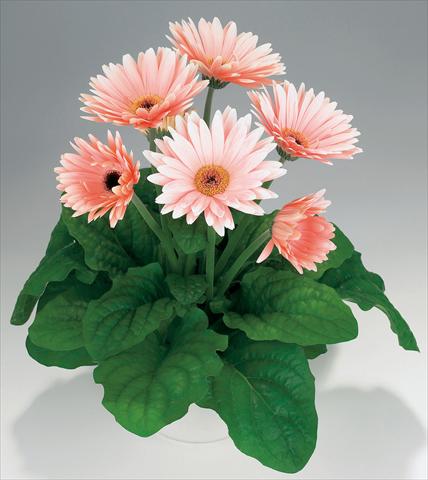 foto van een variëteit aan bloemen, te gebruiken als: Pot Gerbera jamesonii Babylon Soft Pink dark eye