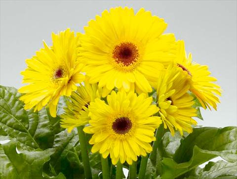 foto van een variëteit aan bloemen, te gebruiken als: Pot Gerbera jamesonii Babylon Yellow dark eye