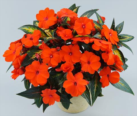 foto van een variëteit aan bloemen, te gebruiken als: Potplant, perkplant, patioplant, korfplant Impatiens N. Guinea Strike Orange