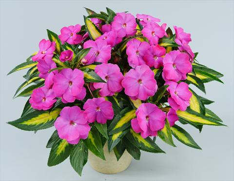 foto van een variëteit aan bloemen, te gebruiken als: Potplant, perkplant, patioplant, korfplant Impatiens N. Guinea Strike Orchid