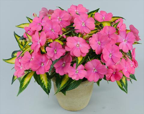 foto van een variëteit aan bloemen, te gebruiken als: Potplant, perkplant, patioplant, korfplant Impatiens N. Guinea Strike Pink
