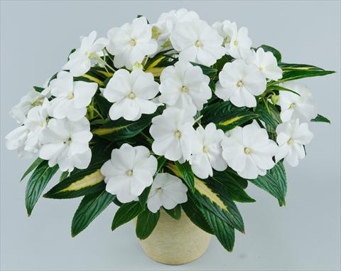 foto van een variëteit aan bloemen, te gebruiken als: Potplant, perkplant, patioplant, korfplant Impatiens N. Guinea Strike White