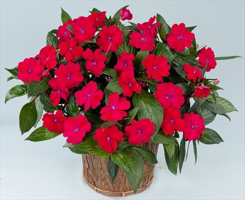 foto van een variëteit aan bloemen, te gebruiken als: Potplant, perkplant, patioplant, korfplant Impatiens N. Guinea Sun Harmony® Magenta