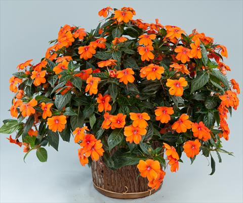 foto van een variëteit aan bloemen, te gebruiken als: Potplant, perkplant, patioplant, korfplant Impatiens N. Guinea Sun Harmony® Orange