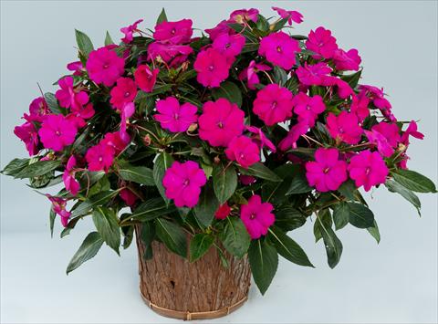 foto van een variëteit aan bloemen, te gebruiken als: Potplant, perkplant, patioplant, korfplant Impatiens N. Guinea Sun Harmony® Purple