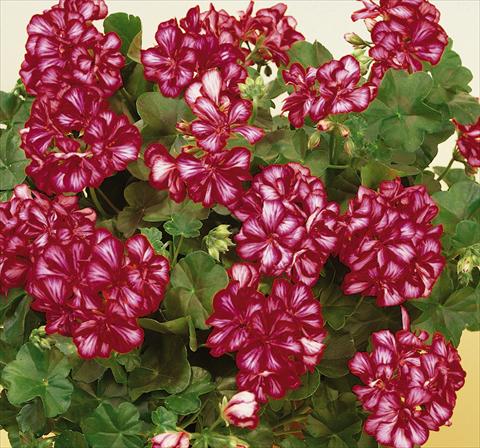 foto van een variëteit aan bloemen, te gebruiken als: Potplant, patioplant, korfplant Pelargonium peltatum SIL Toscana® Chris