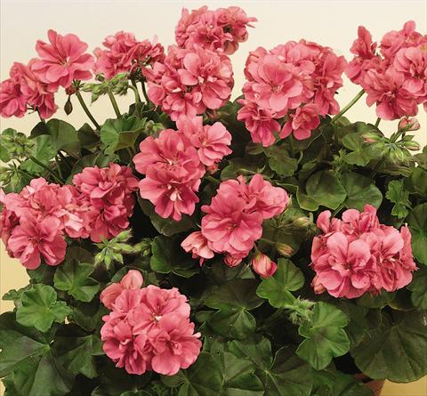 foto van een variëteit aan bloemen, te gebruiken als: Potplant, patioplant, korfplant Pelargonium peltatum SIL Toscana® Erke